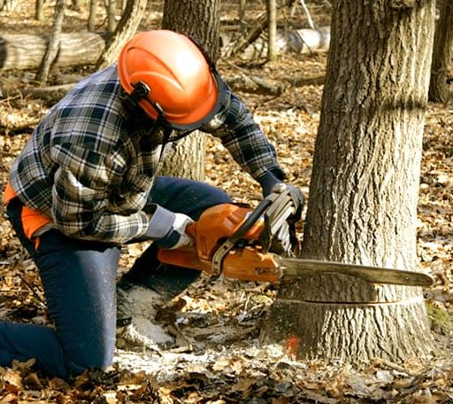 Tree Removal in Alamo, CA